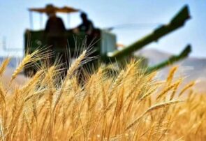 تولیدگندم برای اولین بار از ۸۰۰ میلیون تن فراتر می رود