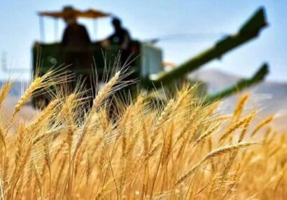 تولیدگندم برای اولین بار از ۸۰۰ میلیون تن فراتر می رود تولیدگندم برای اولین بار از ۸۰۰ میلیون تن فراتر می رود