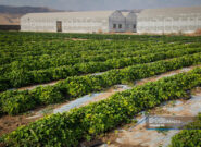 شهرداری زنجان به سمت خودکفایی در تولید گل و گیاه میرود شهرداری زنجان به سمت خودکفایی در تولید گل و گیاه میرود