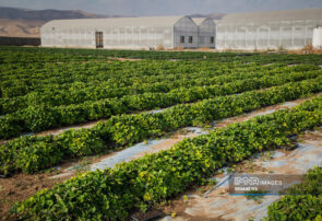 شهرداری زنجان به سمت خودکفایی در تولید گل و گیاه می‌رود