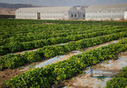 شهرداری زنجان به سمت خودکفایی در تولید گل و گیاه می‌رود