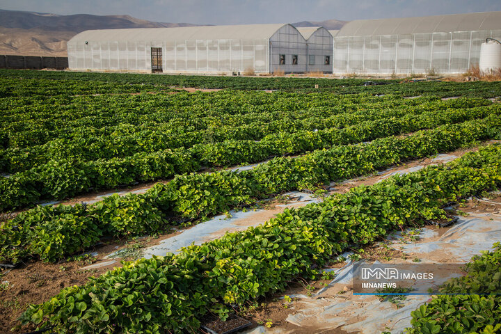 شهرداری زنجان به سمت خودکفایی در تولید گل و گیاه میرود شهرداری زنجان به سمت خودکفایی در تولید گل و گیاه میرود