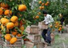 مگس مدیترانه ای قابلیت خسارت به ۳۰۰ نوع محصول باغی را دارد/18 استان درگیر آفت مگس میوه مدیترانه ای