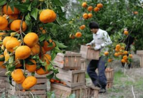 مگس مدیترانه ای قابلیت خسارت به ۳۰۰ نوع محصول باغی را دارد/18 استان درگیر آفت مگس میوه مدیترانه ای مگس مدیترانه ای قابلیت خسارت به ۳۰۰ نوع محصول باغی را دارد/18 استان درگیر آفت مگس میوه مدیترانه ای