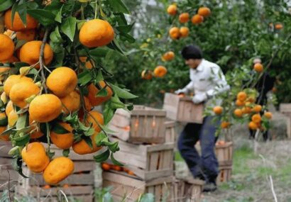 مگس مدیترانه ای قابلیت خسارت به ۳۰۰ نوع محصول باغی را دارد/18 استان درگیر آفت مگس میوه مدیترانه ای مگس مدیترانه ای قابلیت خسارت به ۳۰۰ نوع محصول باغی را دارد/18 استان درگیر آفت مگس میوه مدیترانه ای